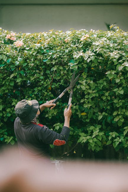 A gardener wearing a dark jacket and a wide-brimmed hat is trimming a dense hedge with long-handled pruning shears. The hedge consists of lush green leaves and light pink flowers, with a neatly mainta