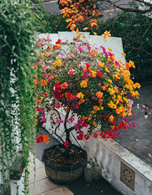 A potted Bougainvillea with vibrant pink, orange, yellow, and red flowers sits on a balcony railing, attracting attention amid the urban outdoor space. The plant's branches are supported by a black me