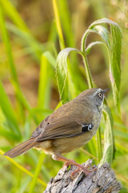 A small brown bird with a pale eye and a white wing bar is perched on a weathered piece of wood within a lush garden scene. Surrounding the bird are tall, green leafy plants with broad, variegated lea